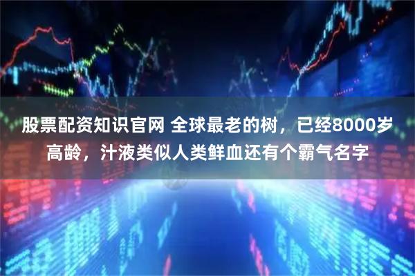 股票配资知识官网 全球最老的树，已经8000岁高龄，汁液类似人类鲜血还有个霸气名字